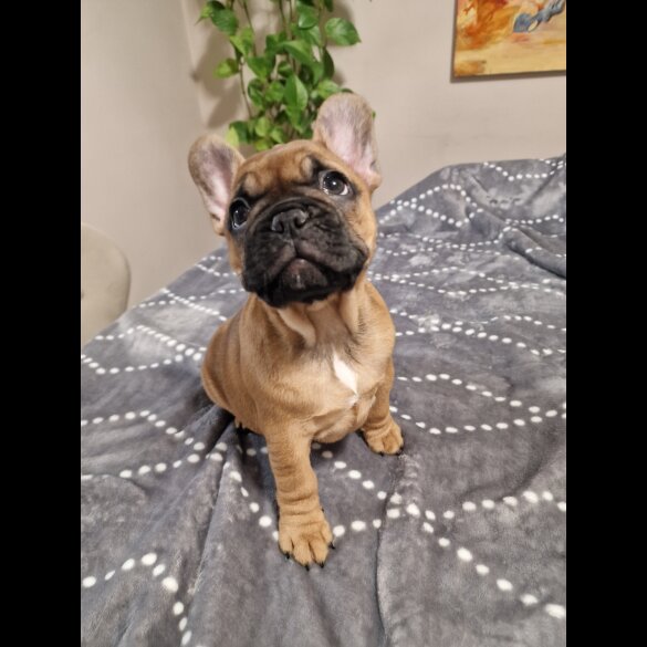 French Bulldog - Both