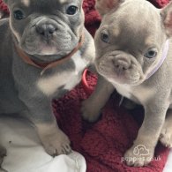 French Bulldog - Both