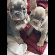 French Bulldog - Both