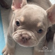 French Bulldog - Both