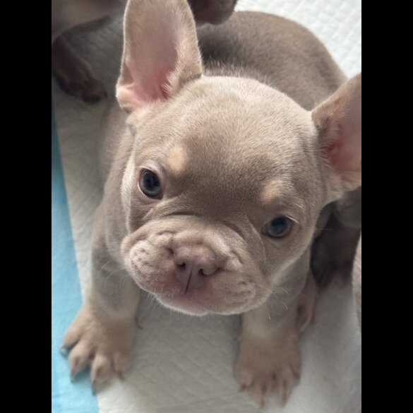 French Bulldog - Both