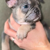 French Bulldog - Both