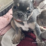 French Bulldog - Both