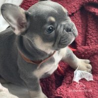 French Bulldog - Both