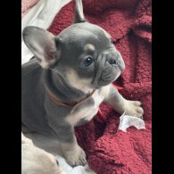 French Bulldog - Both