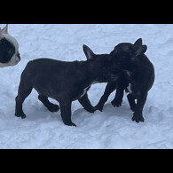 French Bulldog - Dogs