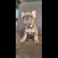 French Bulldog - Both