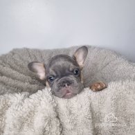 French Bulldog - Both