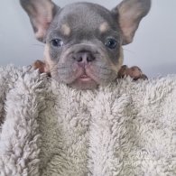 French Bulldog - Both