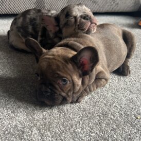 French Bulldog - Both