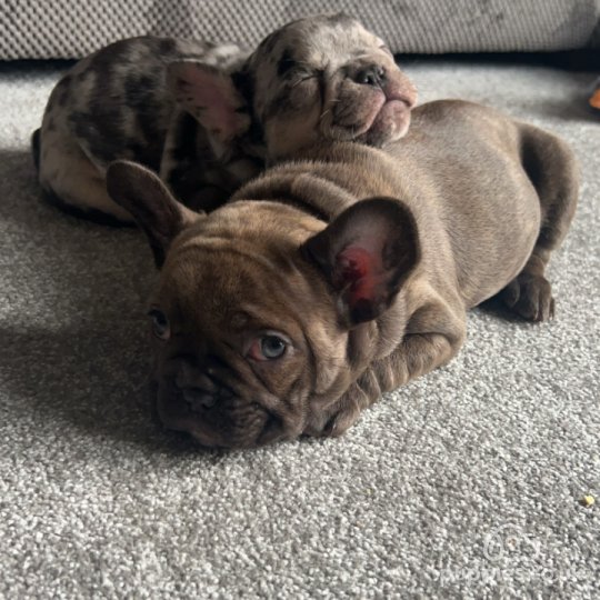 French Bulldog - Both