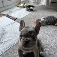 French Bulldog - Both