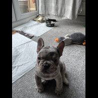 French Bulldog - Both