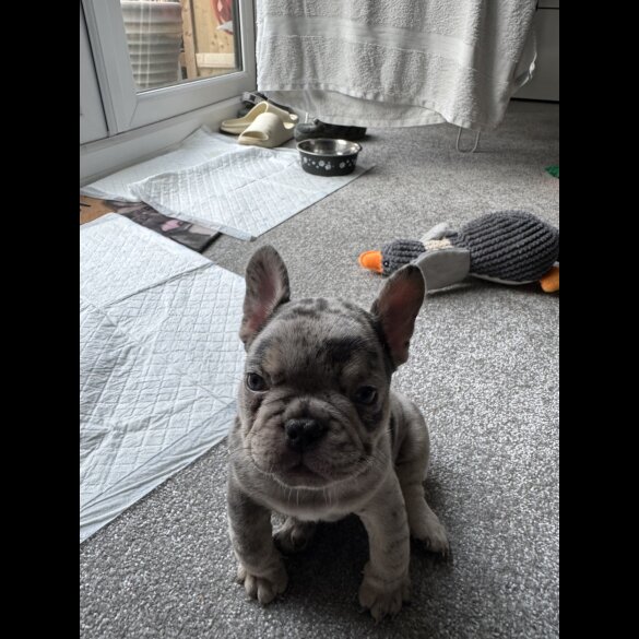 French Bulldog - Both