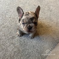 French Bulldog - Both