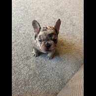 French Bulldog - Both