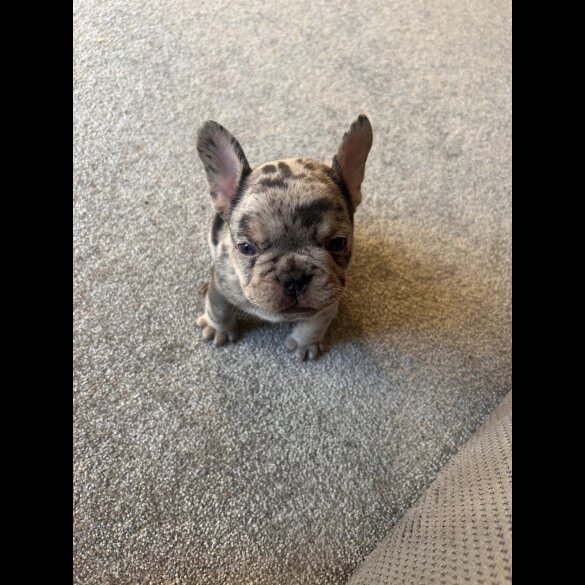 French Bulldog - Both