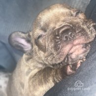 French Bulldog - Both