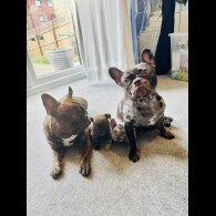 French Bulldog - Both