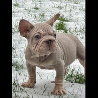 French Bulldog - Both