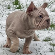 French Bulldog - Both