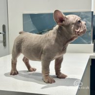 French Bulldog - Both