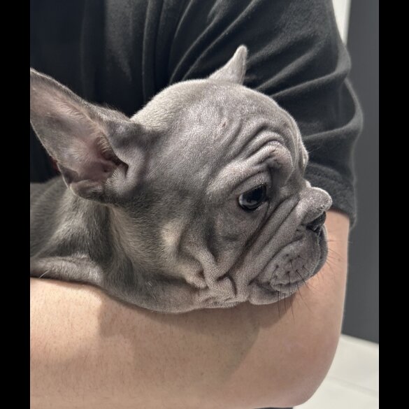 French Bulldog - Both