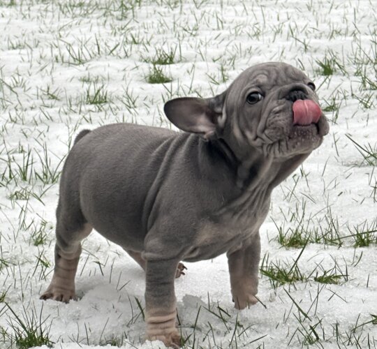 French Bulldog