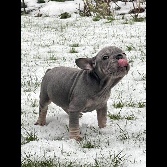 French Bulldog - Both