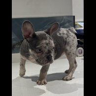 French Bulldog - Both