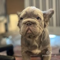 French Bulldog - Both