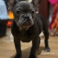 French Bulldog - Both