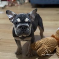 French Bulldog - Both