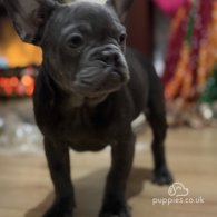 French Bulldog - Both