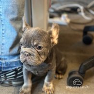 French Bulldog - Both