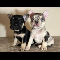 French Bulldog - Both