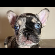 French Bulldog - Both