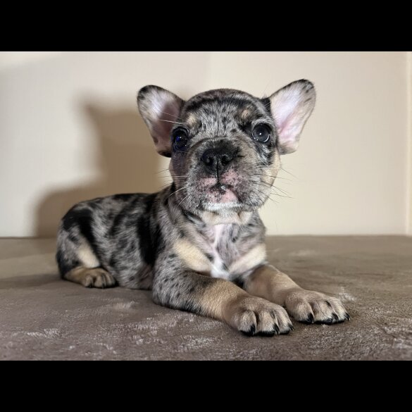 French Bulldog - Both