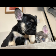 French Bulldog - Both