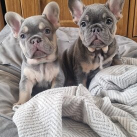 French Bulldog - Both