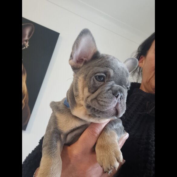 French Bulldog - Both