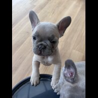 French Bulldog - Both