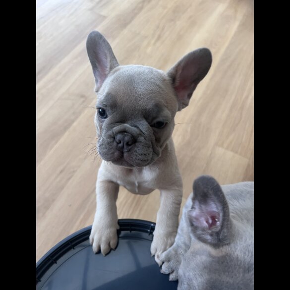 French Bulldog - Both