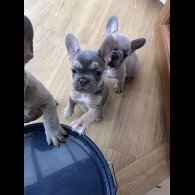 French Bulldog - Both