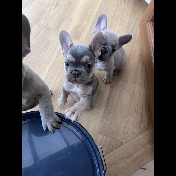 French Bulldog - Both