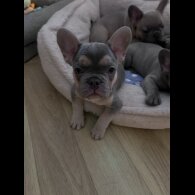 French Bulldog - Both