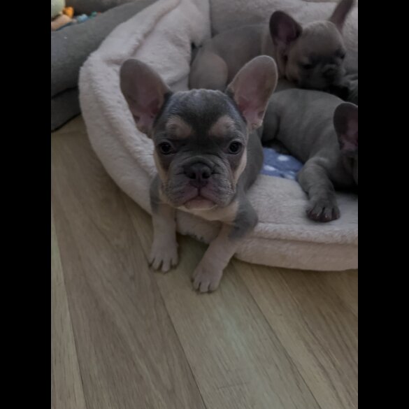 French Bulldog - Both