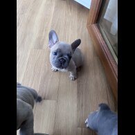 French Bulldog - Both