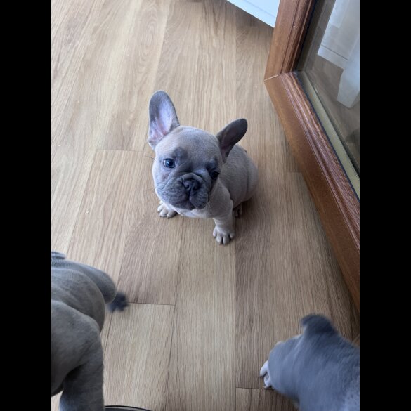 French Bulldog - Both