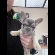 French Bulldog - Both